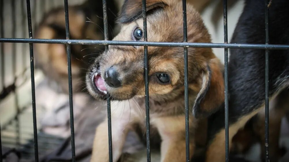 Фото с ks-yanao.ru для примера