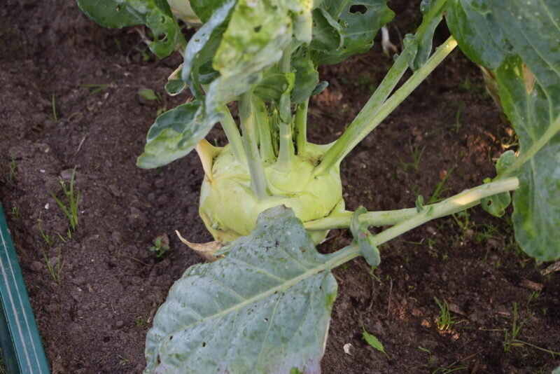 Капуста кольраби