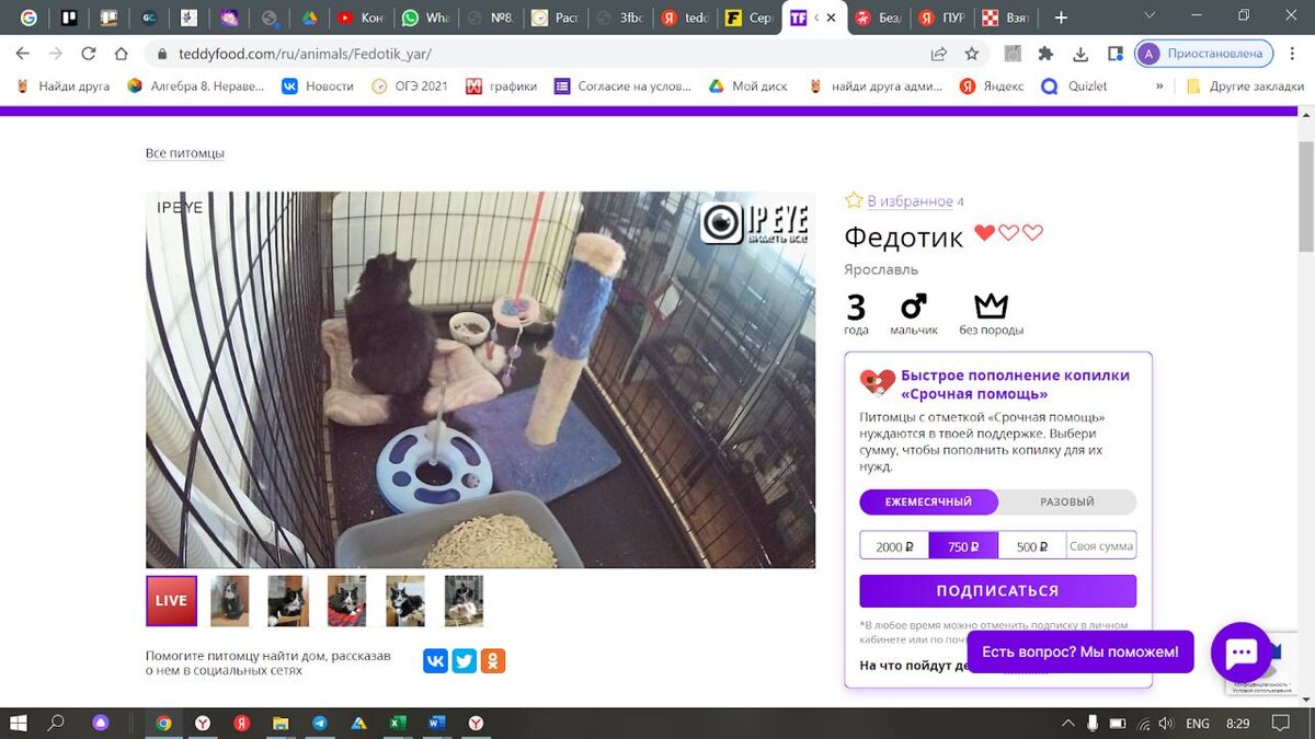 Онлайн сервис TEDDY FOOD – как Тамагочи, только лучше!
