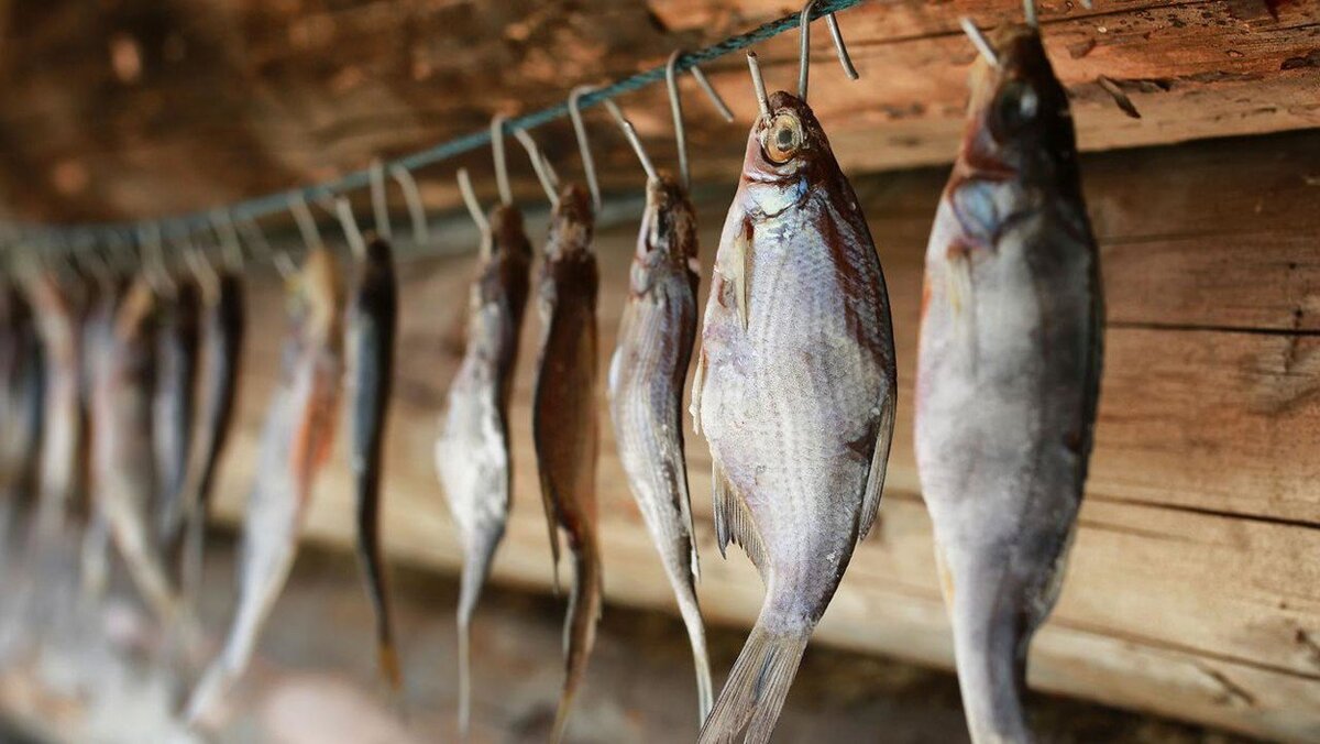 🐟 Сушим рыбу дома правильно! | Охотник и Рыболов | Дзен