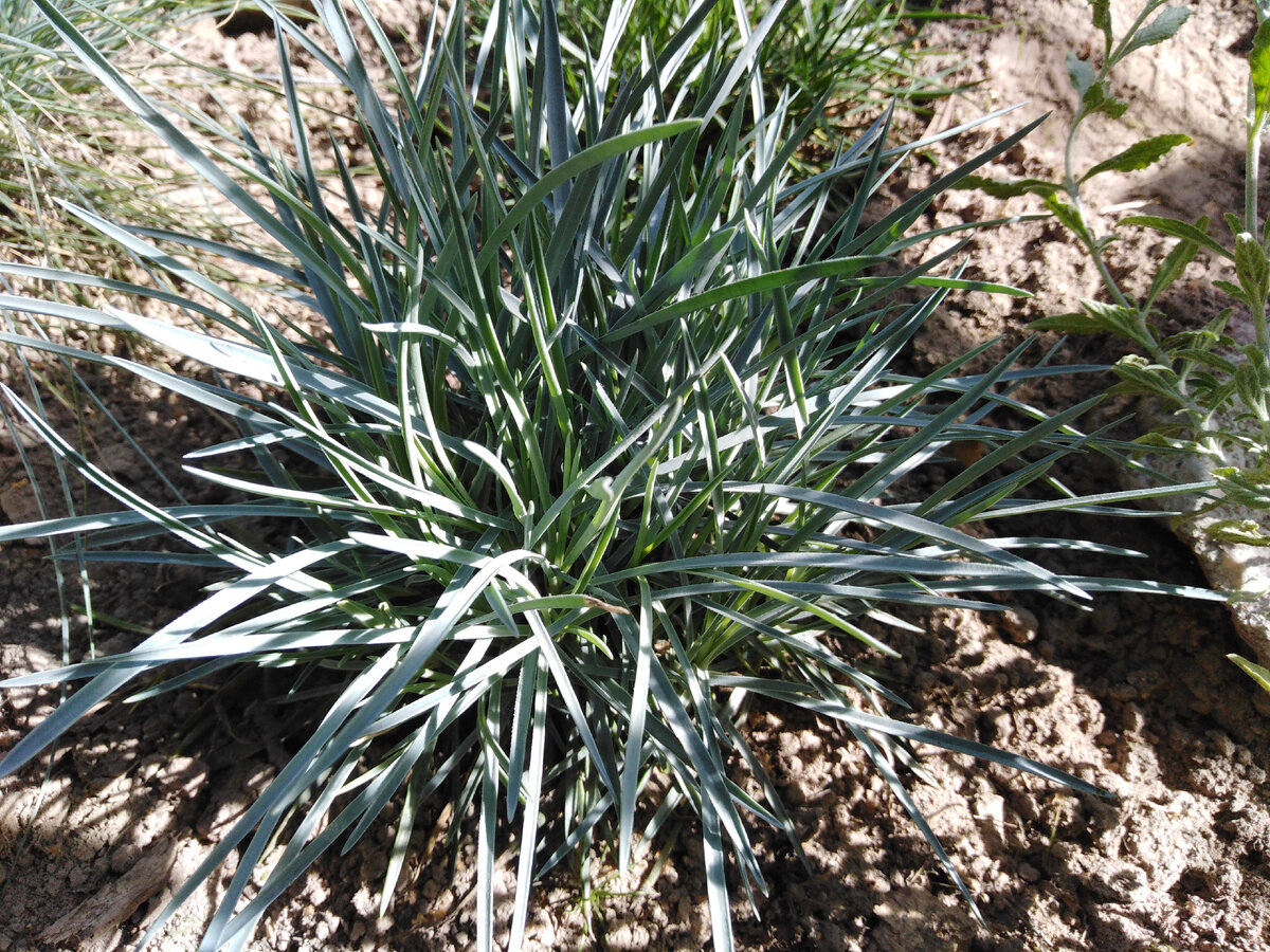 Гвоздика серебристо-серая