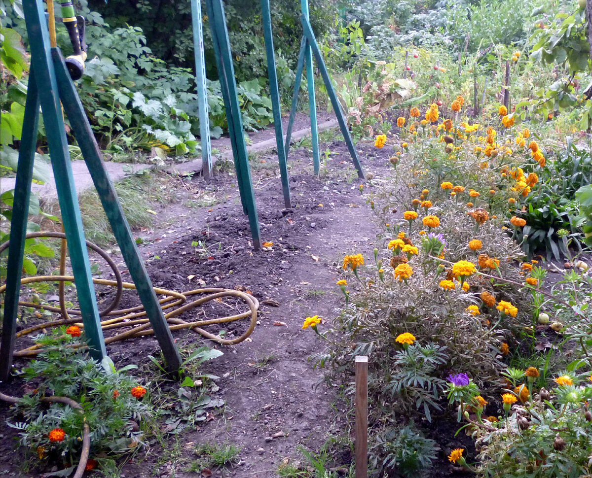 (Фото автора). Вот так сейчас грустит мой сад...