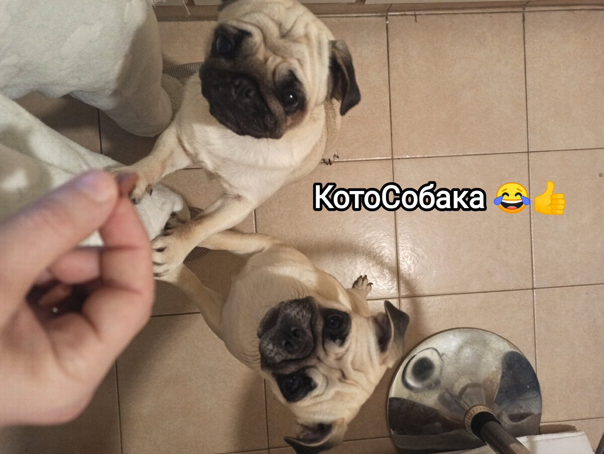 Фото снято автором канала КотоСобака