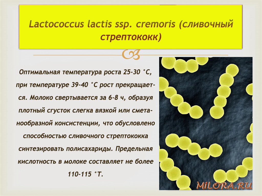 Свойства культуры Lactococcus lactis ssp. cremoris