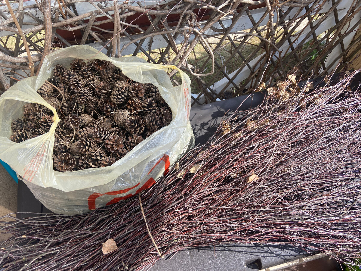 Фото АВТОРА. Насобирала пучок веток и шишек. 
