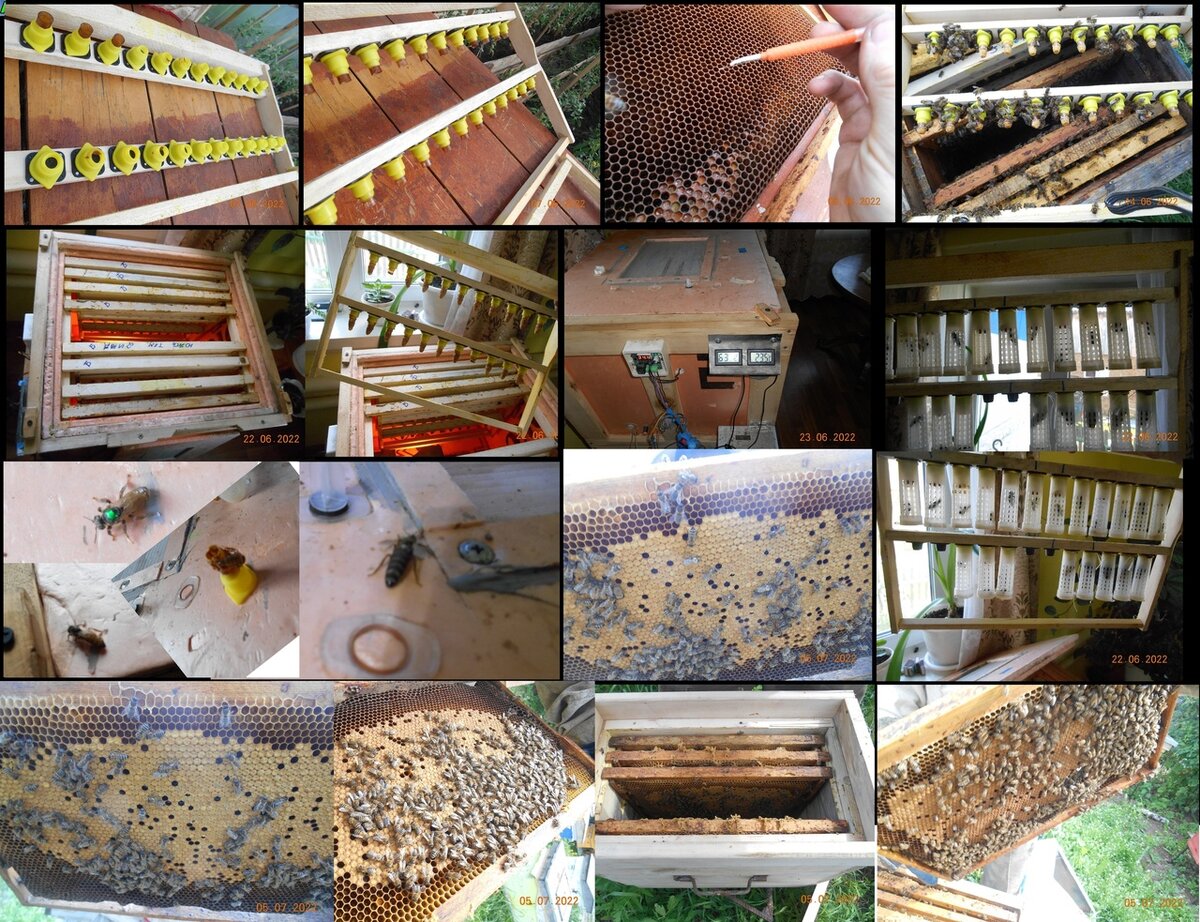 Вывод- 🐝пчелиных "Королев"🐝. Полный цыкл выхода в Инкубаторе при постоянно определённо заданной Температуре -из 15, 10 дней , далее заселение к пчёлам. Итог только выращенные под контролем 🐝Пчёлы🐝 дают хороший результат🐝🍯.