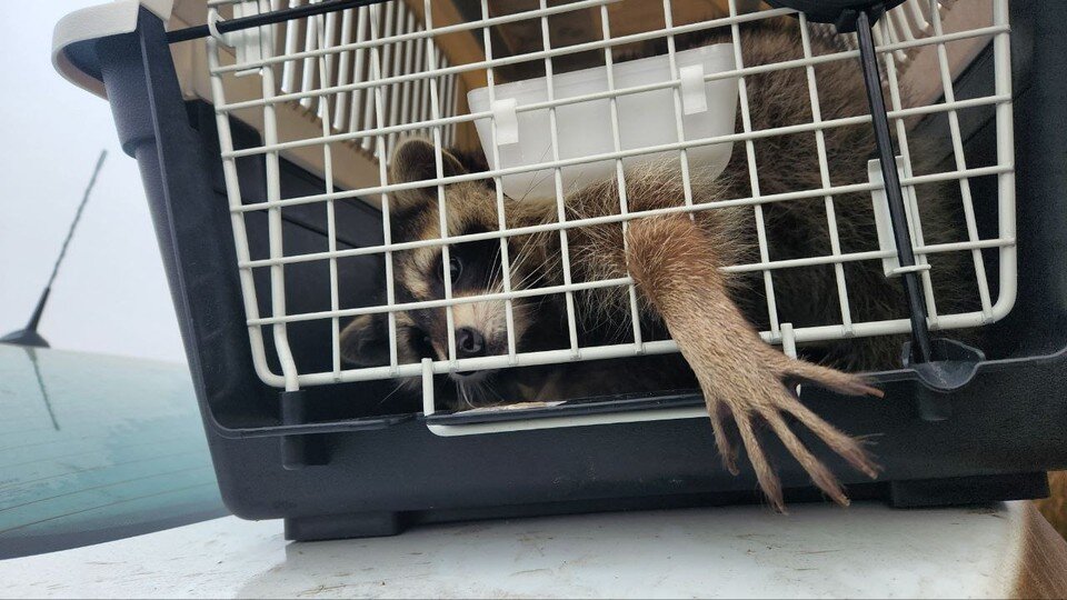     Он очень активный. Фото: HersonEnot