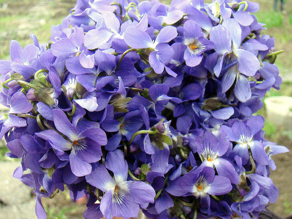 Букет фиалок