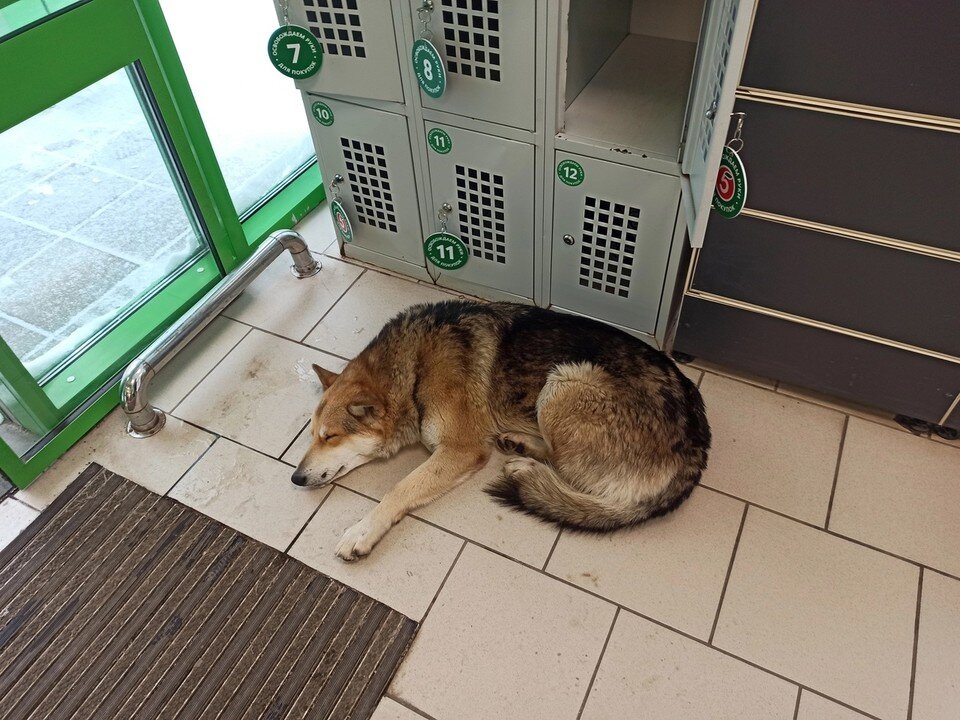     Иногда Лис спасался от надвигающихся холодов в ближайших магазинах. Фото: @olesya5690