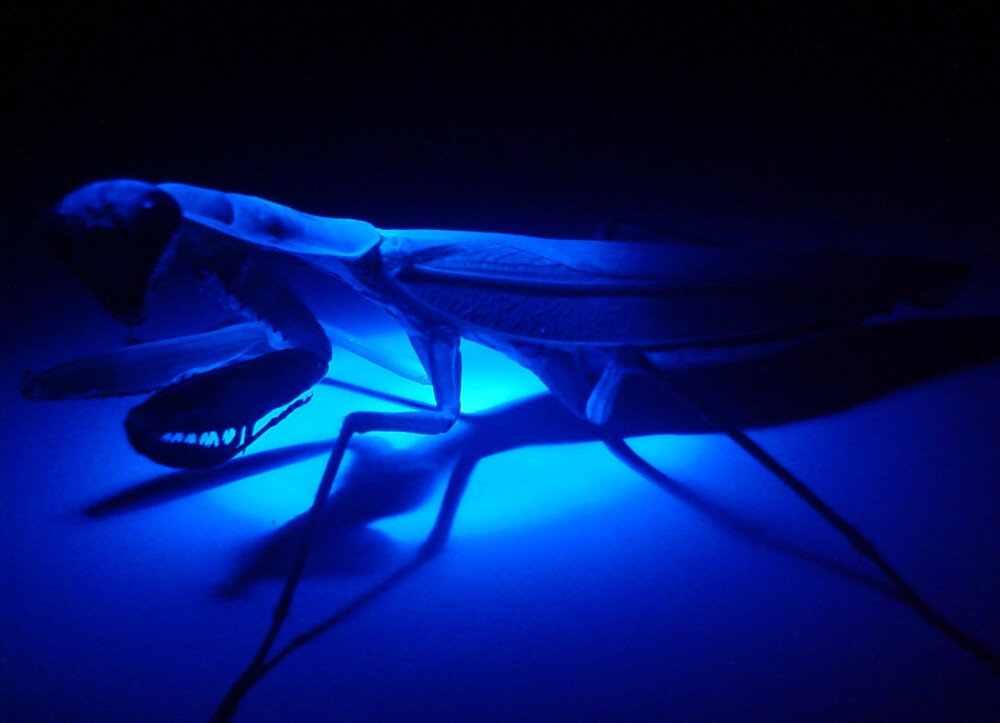 Они наблюдают за нами. Из серии «Пришельцы»