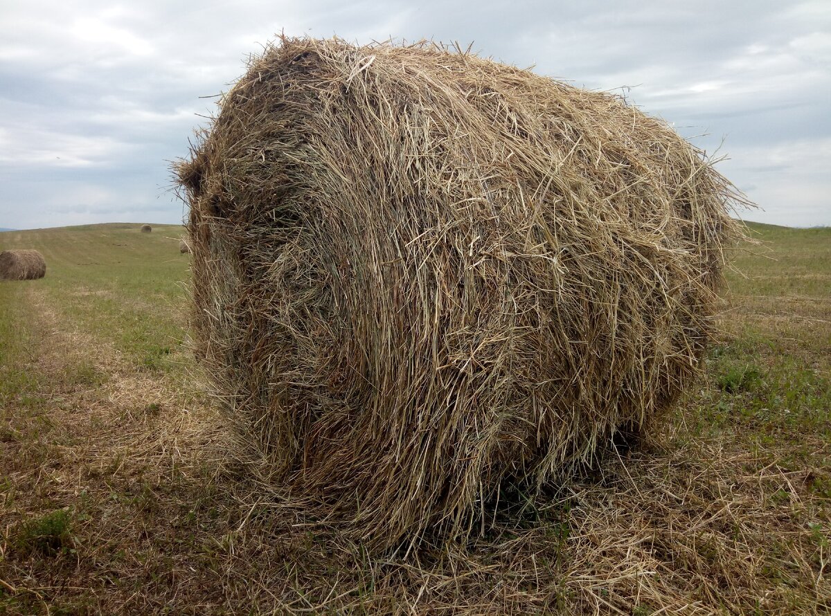 елкины в деревне дзен