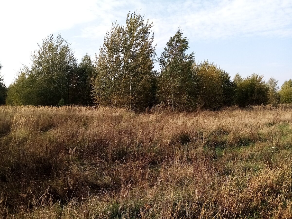 Грибы в Беларуси 