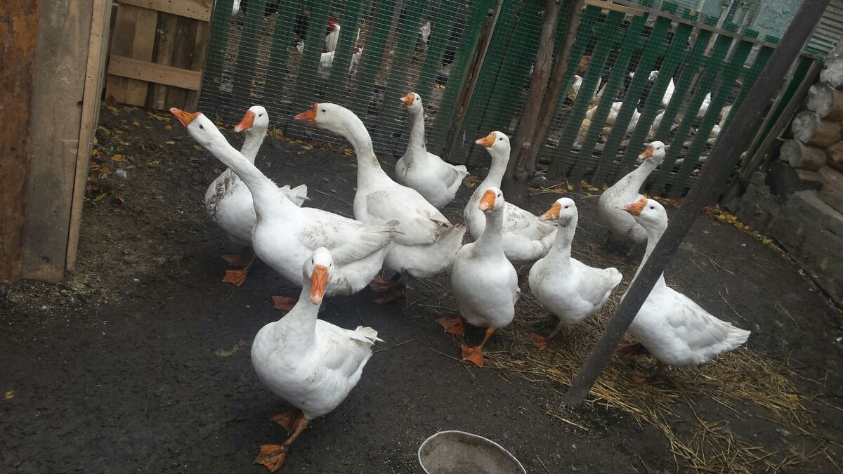 Белая мафия