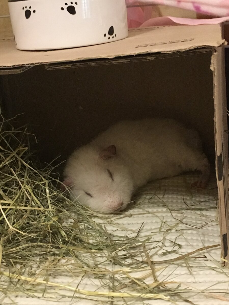 Самодельное укрытие из коробки