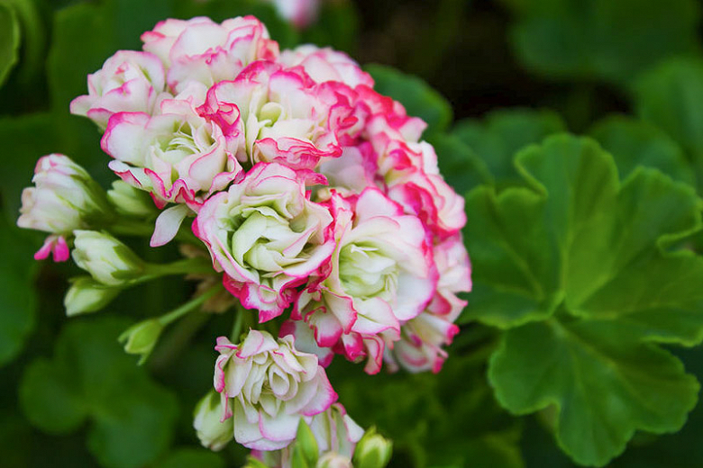 Розебудная пеларгония (Rosebud Pelargonium)