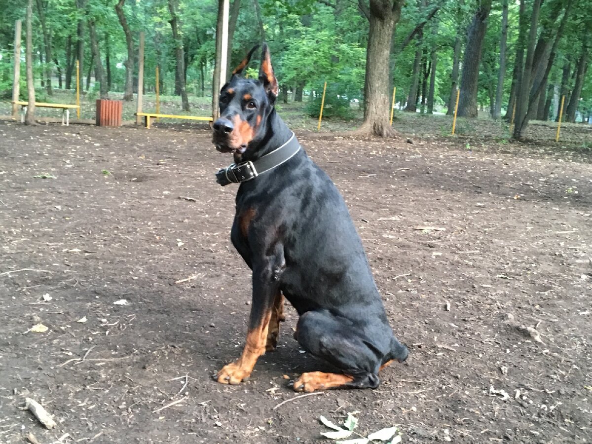 ЧЕМ ЛУЧШЕ КОРМИТЬ СОБАКУ