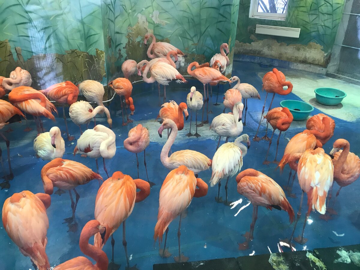 Дети заката  🦩 🦩 