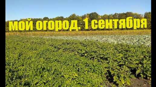 Перец, Хризантема, Капуста, Баклажан - полный обзор огорода!