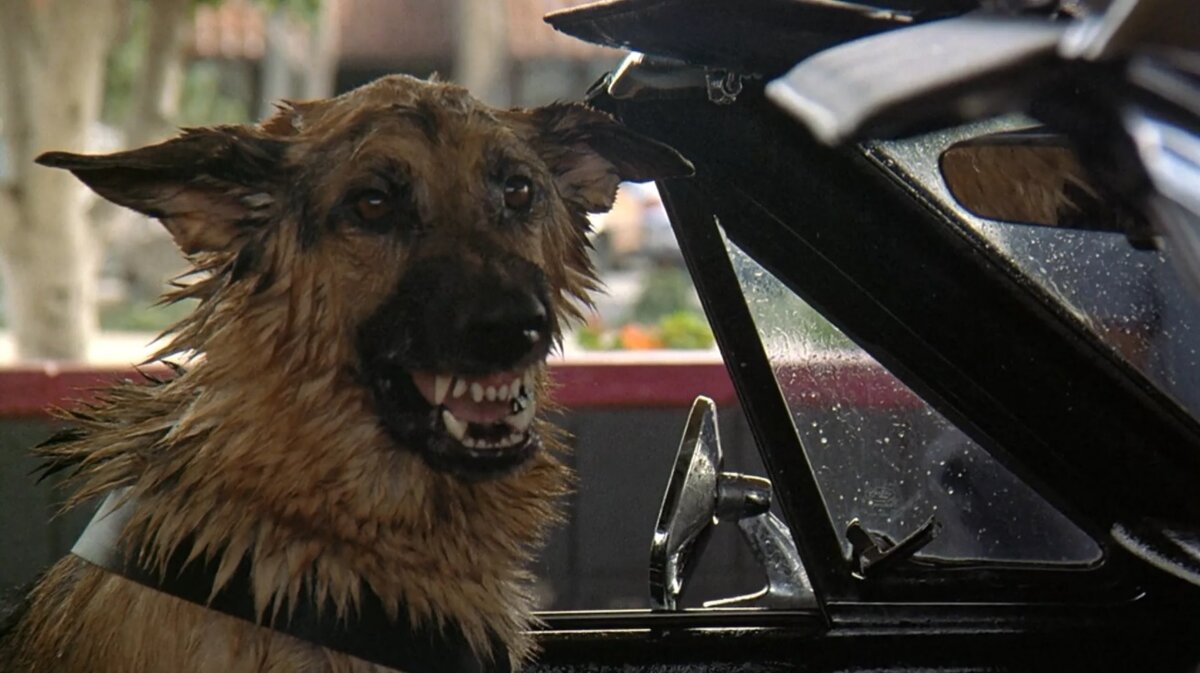 К-9: собачья работа