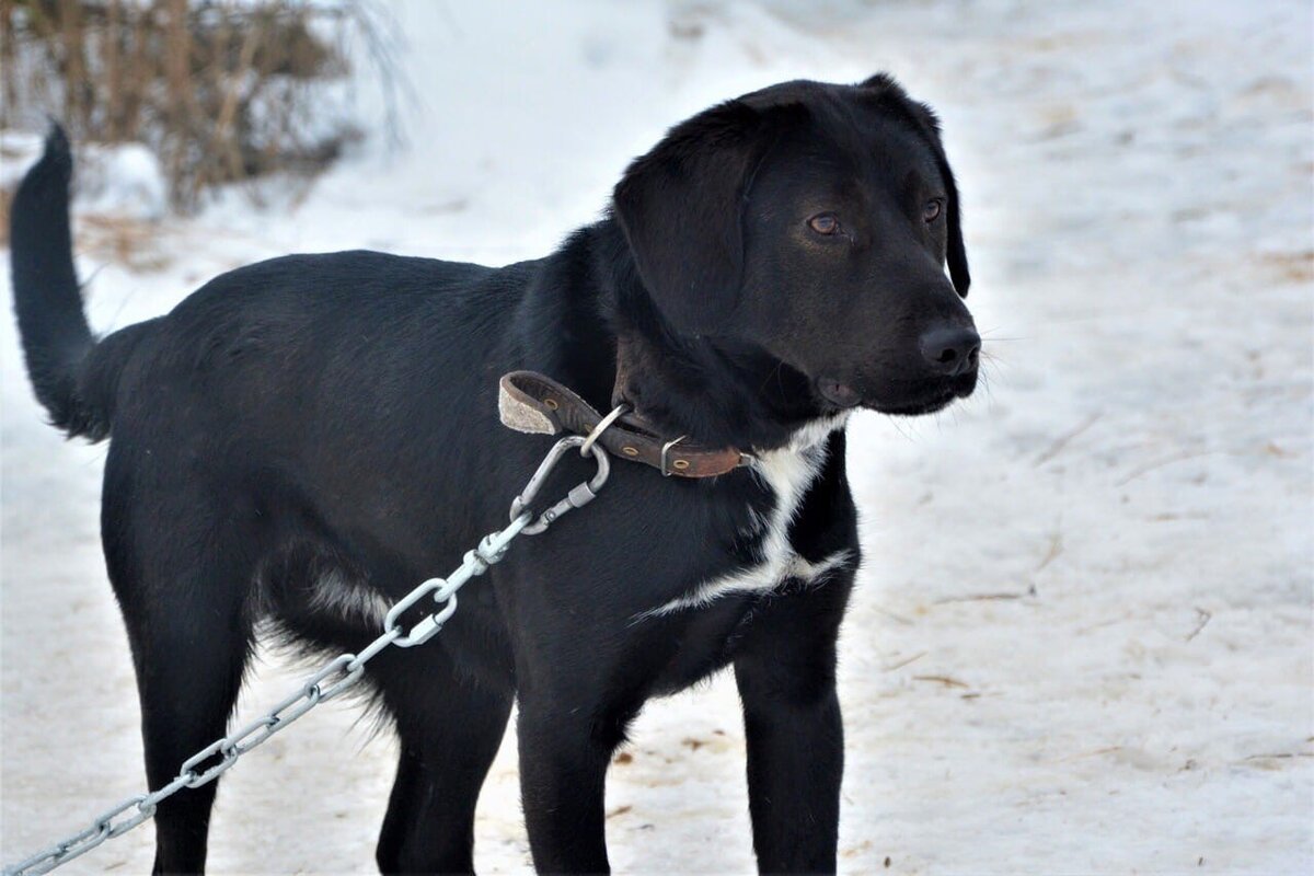 Ланс, пёс, который живёт на передержке. У себя мы его держать не можем: кошек гоняет