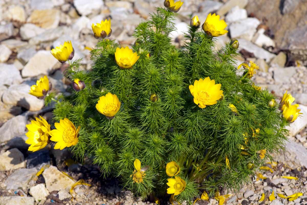 Горицвет фото растения. Адонис горицвет. Адонис весенний — Adonis vernalis l.. Адонис весенний (горицвет весенний). Растение адонис весенний (горицвет).