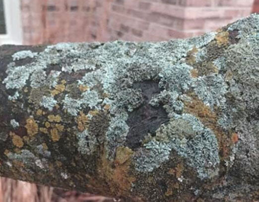 Мох и лишайник на одном дереве.