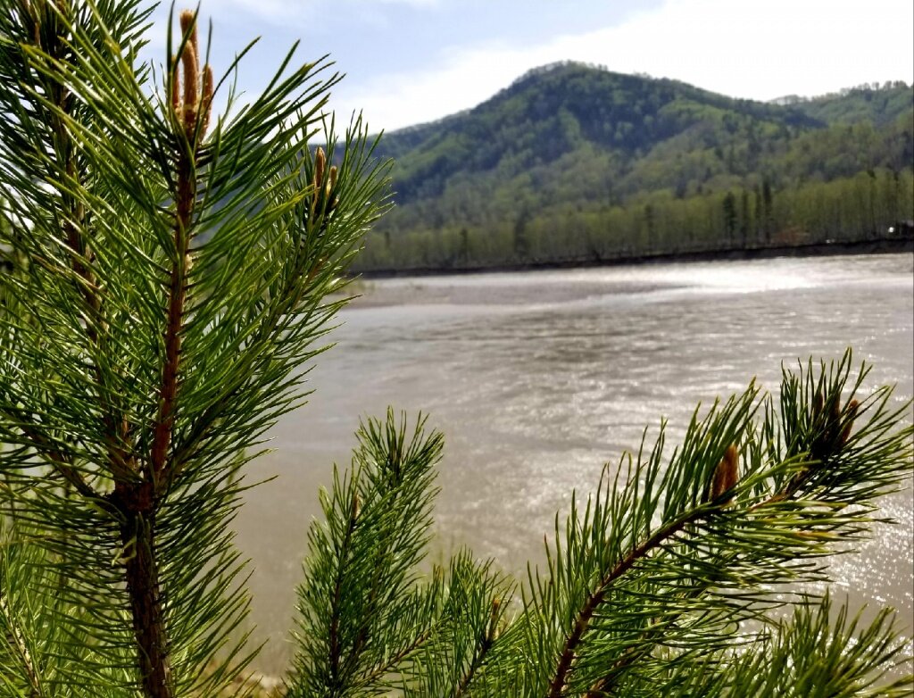 Фото: Май в Горном Алтае / Медведев Александр