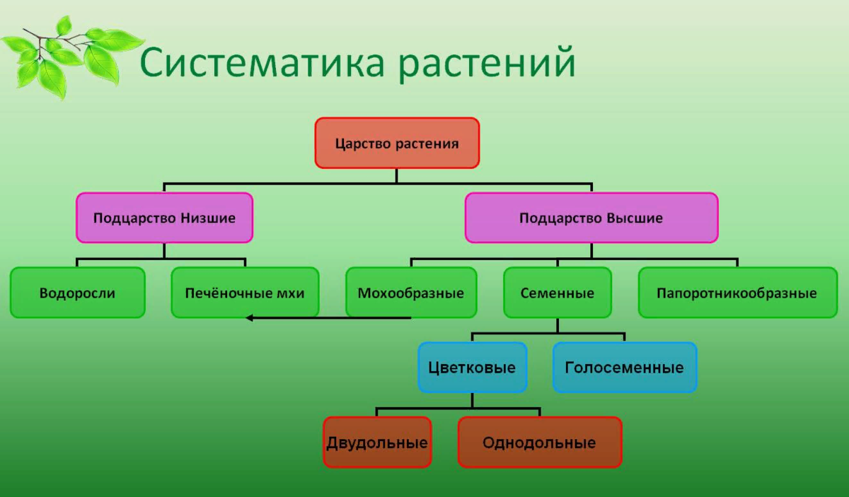 Класс тип группа. Систематика царства растений. Многообразие царства растений систематика растений таблица. Систематика растений схема. Царство растений классификация схема