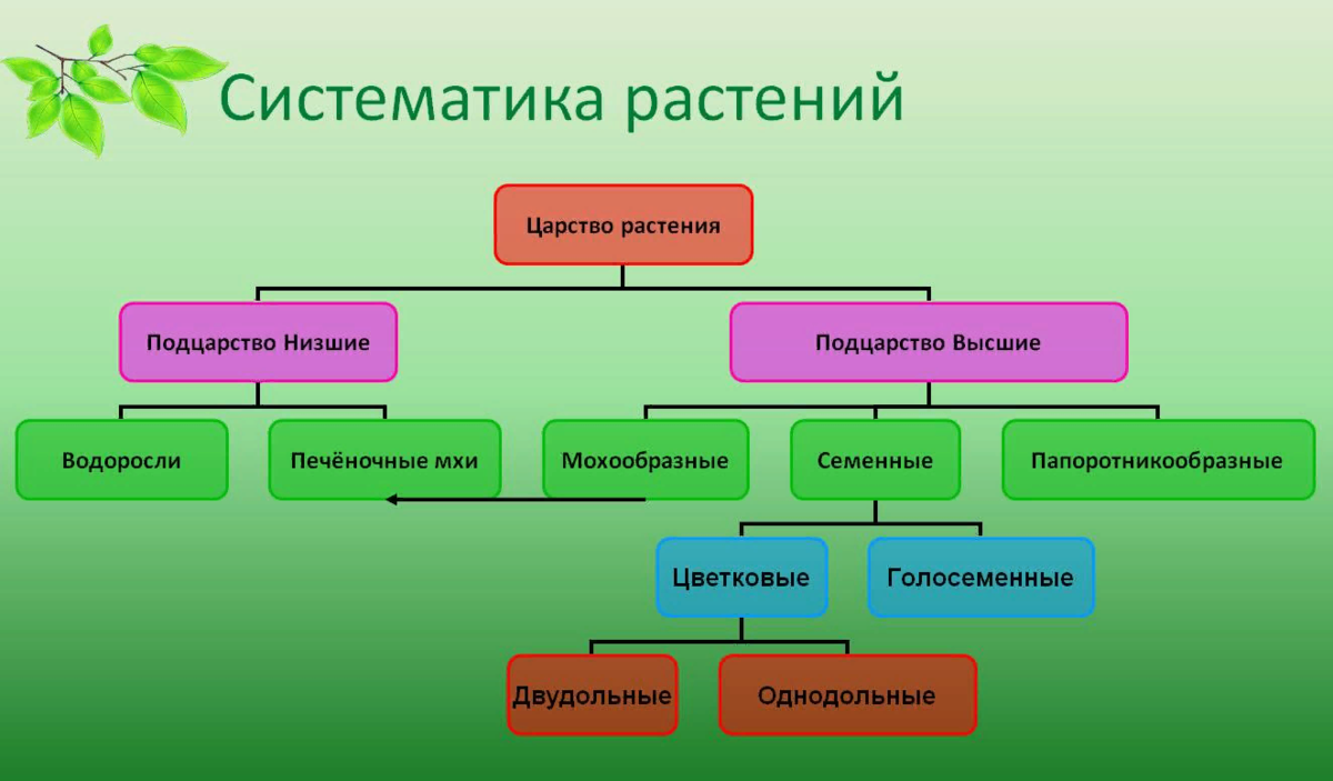 Какие виды низкого. Систематика царства растений. Многообразие царства растений систематика растений таблица. Систематика растений схема. Царство растений классификация схема.