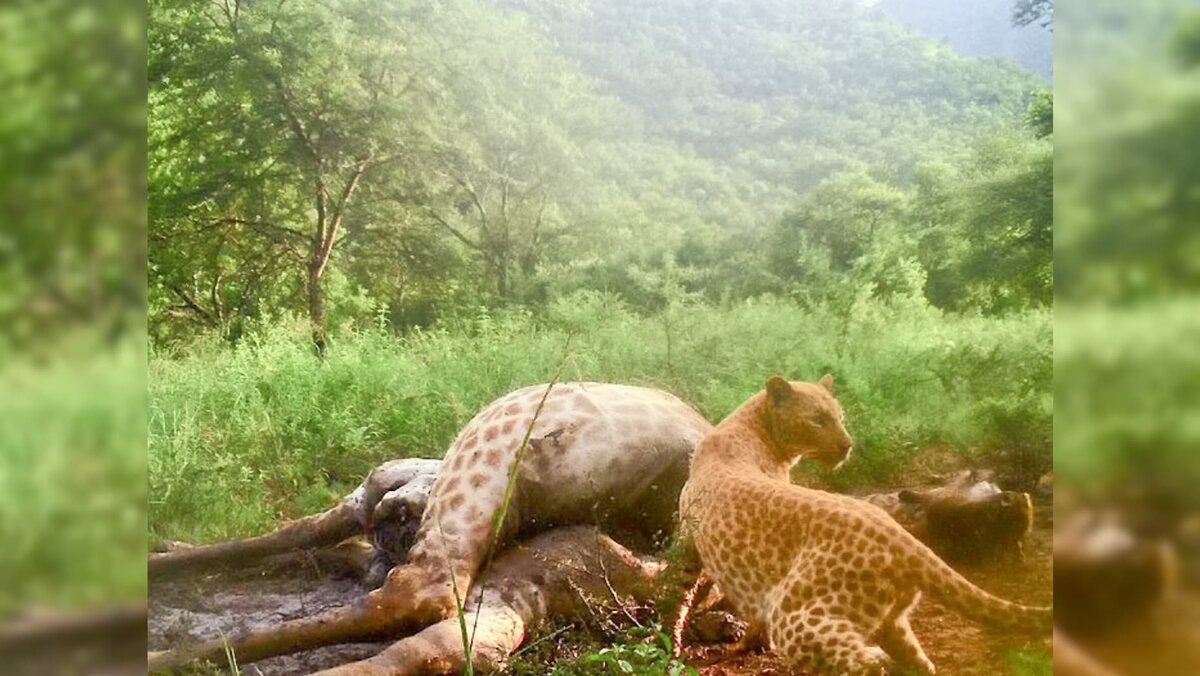 Фото blackleopardmountainlodge.co.za 