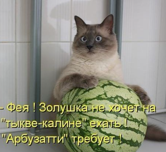 https://proprikol.ru/wp-content/uploads/2019/06/prikolnye-kartinki-pro-koshek-s-nadpisyami-1.jpg
