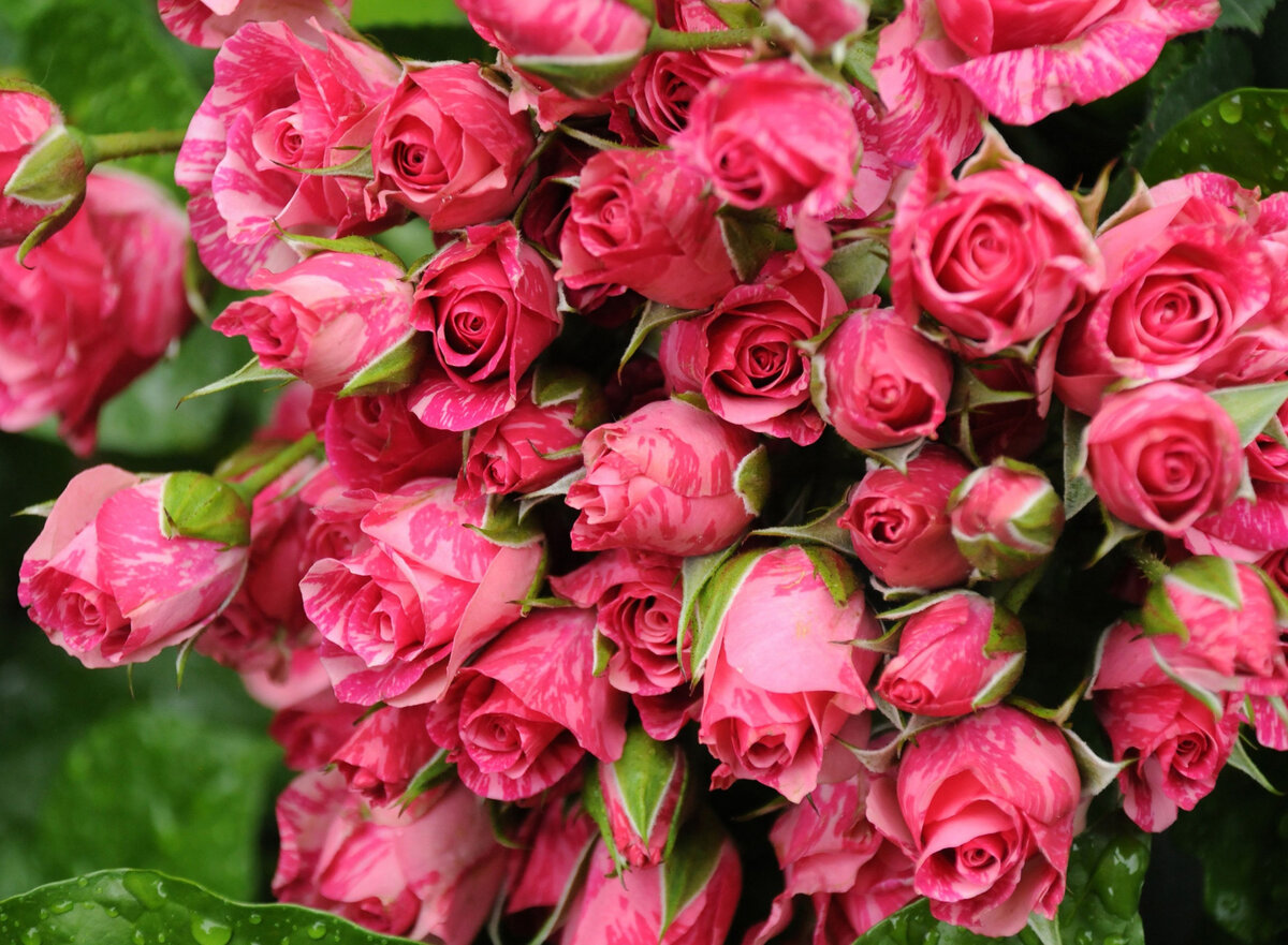 Яндекс.Картинки