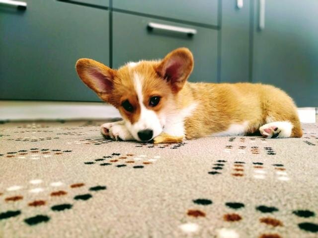 Малыш Мерлин, первый месяц дома