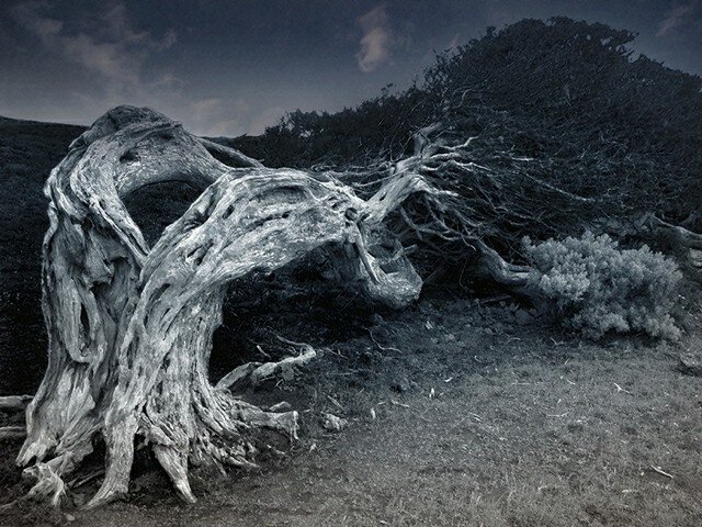 Деревья умеют быть жуткими. Фото: из открытых Интернет-источников