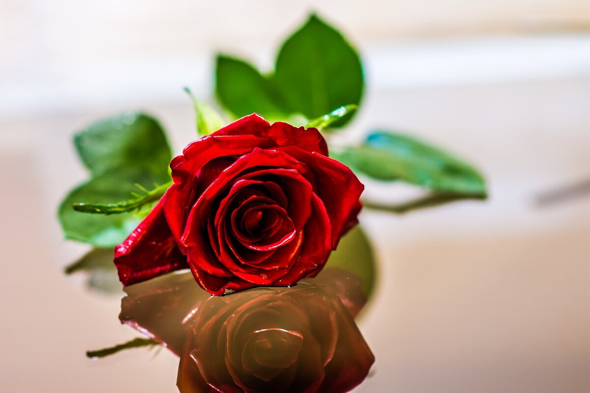 Изображение Christo Anestev с сайта Pixabay 