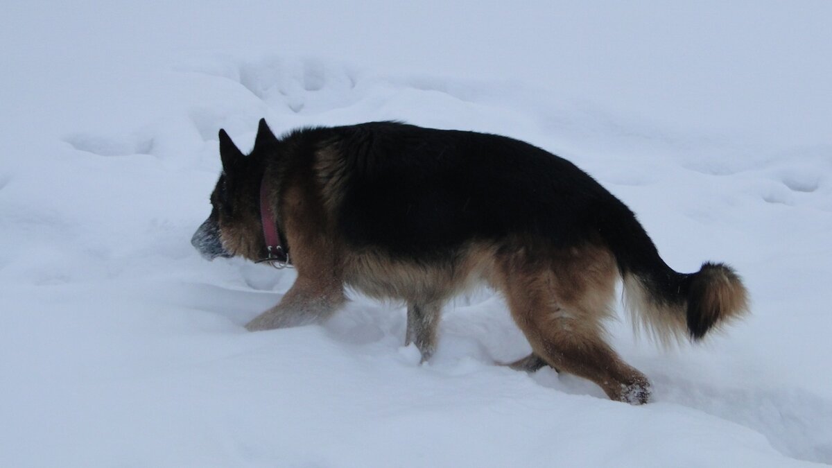 Эрих (Дик). Фото автора. 