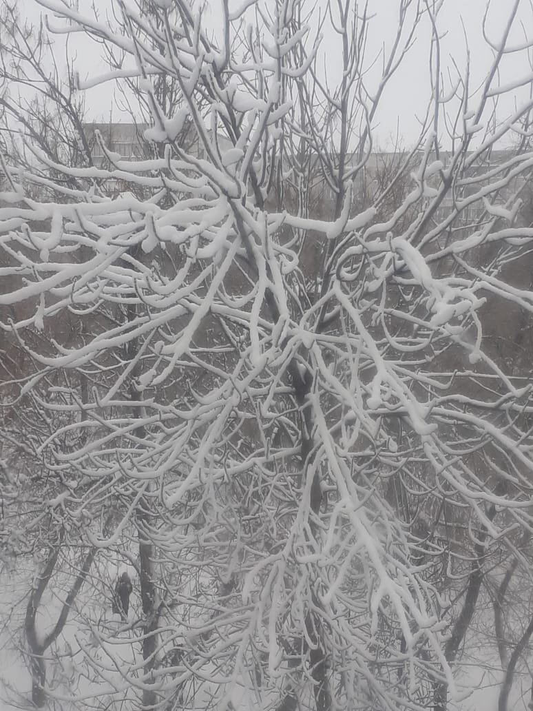 Вот так выглядят деревья в нашем городе сегодня. Фото автора 