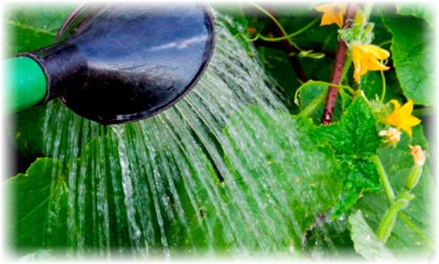 Одна из главных причин пожелтения листьев огурцов - неправильное орошение. Это может быть как нехватка воды, так и ее переизбыток. Если полив осуществлялся пару раз в неделю, это может привести к засушливости почвы, из-за чего растение желтеет, а огуречные плети вянут и опадают.