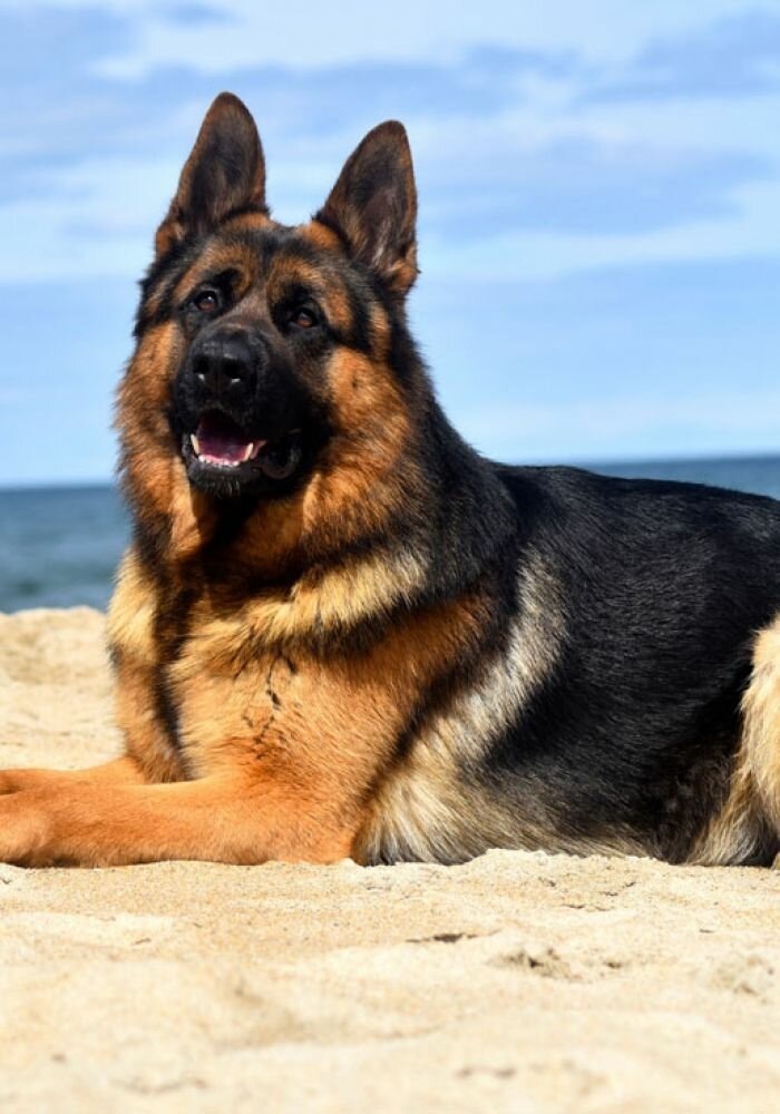 Немецкий шефeрд 