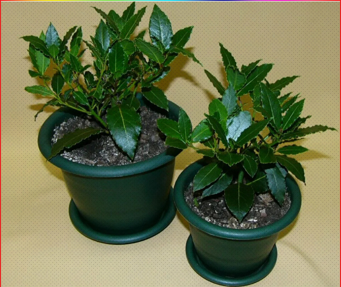 Это уже укорененные и пересаженные веточки