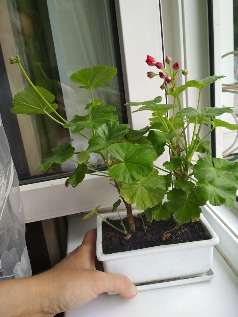 Безымянный красный розебуд