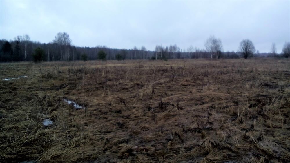 Весеннее поле. 