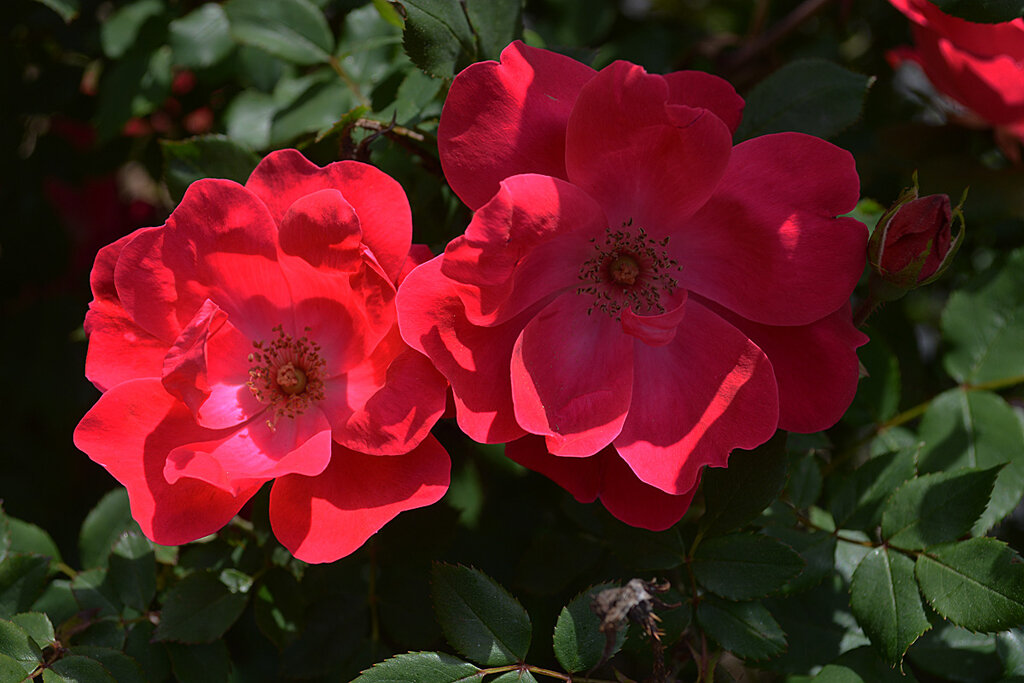 Knock Out (Нокаут), Radler США, 1999, Шрабы