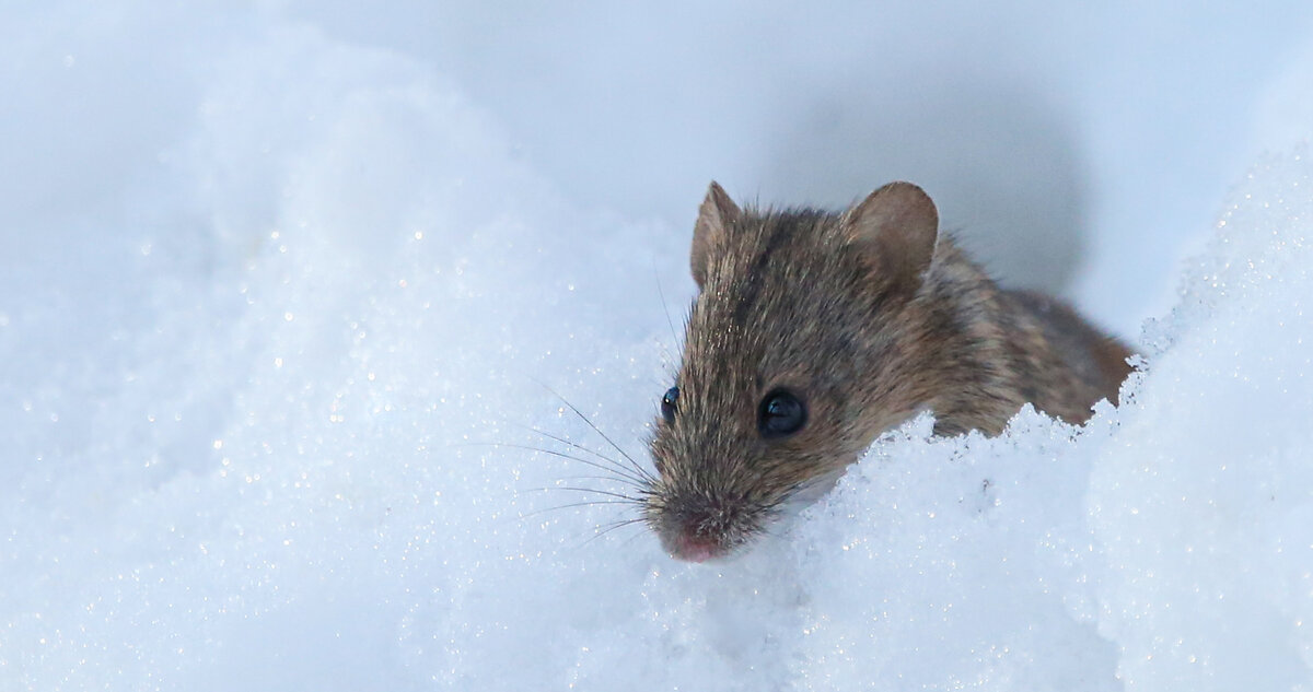 Шустрый грызун попался в кадр: полевая мышь выбралась из норки в поисках  провизии | Природа Москвы | Дзен