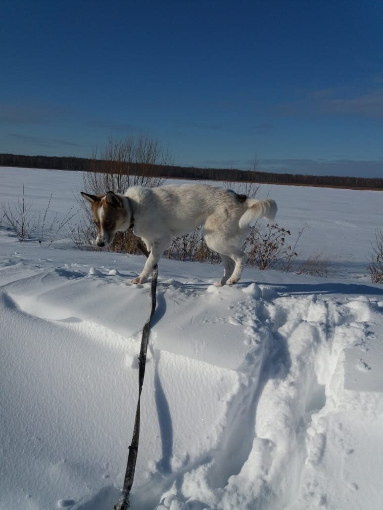 Тося на поводке.