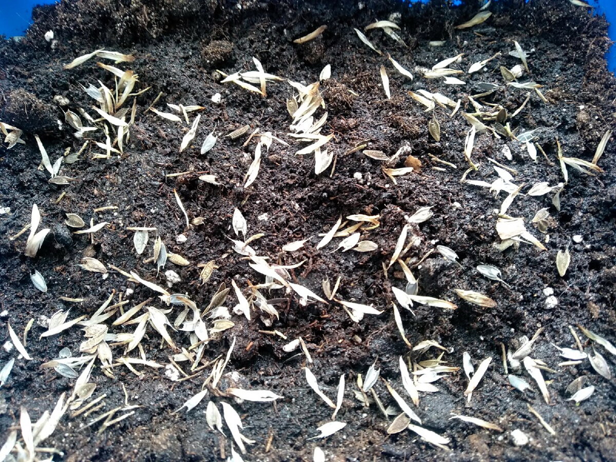 Семена на поверхности почвы