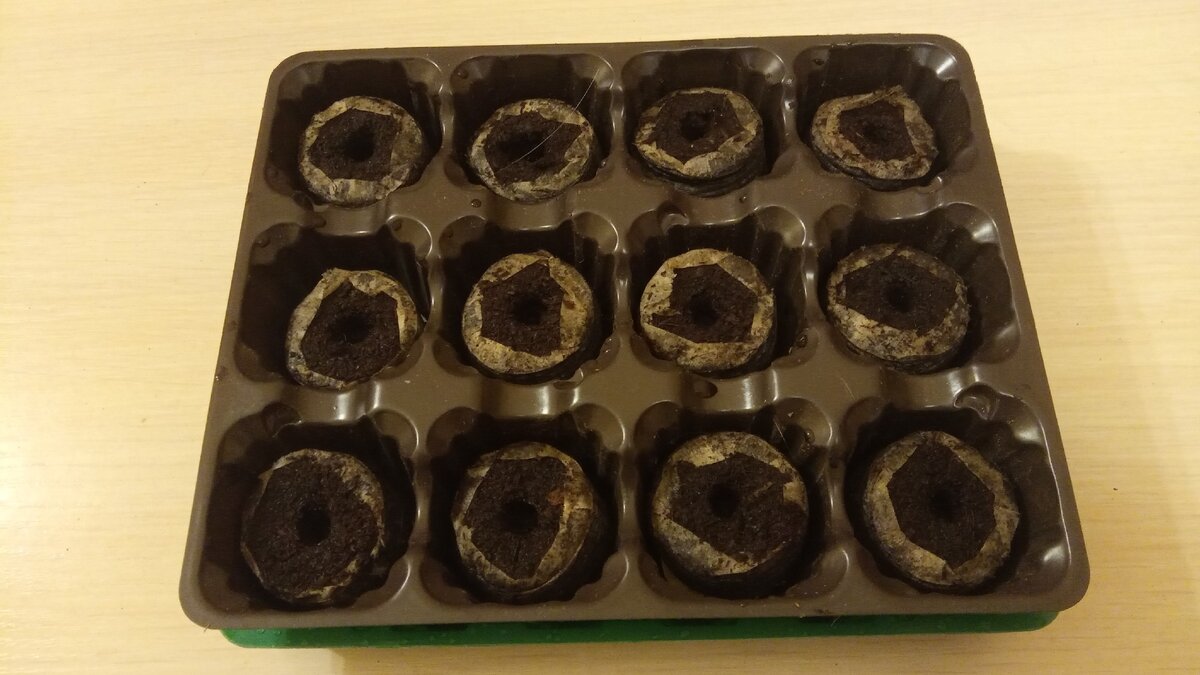 Мини парник из Фикс Прайса с набухшими торфяными таблетками