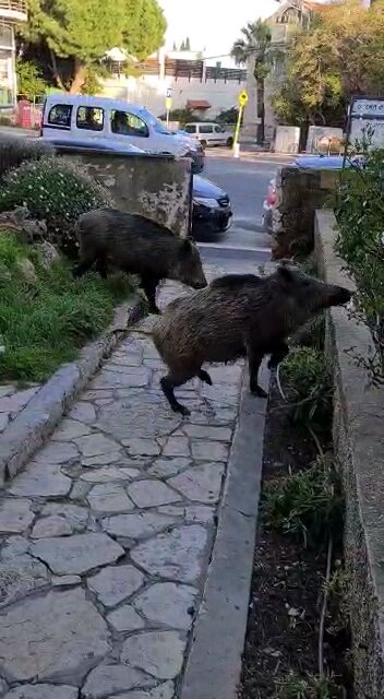 Семейство кабанов гуляет прямо по улицам города