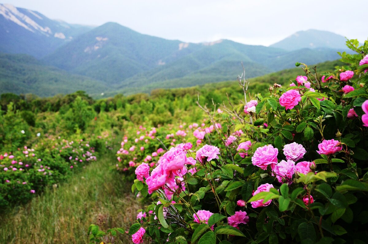 Розы Алуштинского эфиромасличного завода.