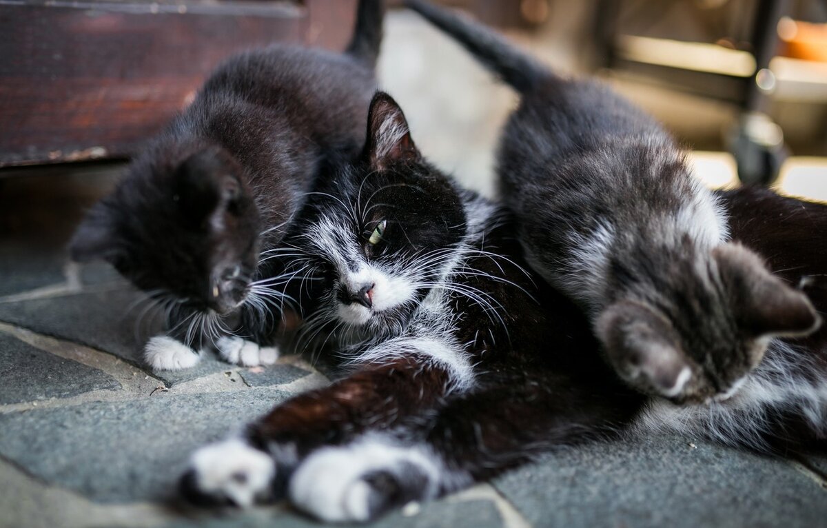 иллюстрация из открытых источников